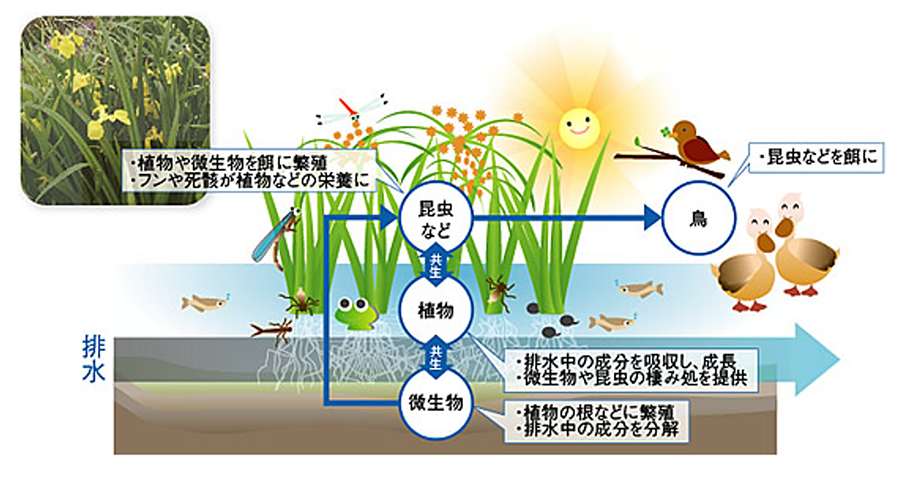 持続可能な水処理～ビオパレット～