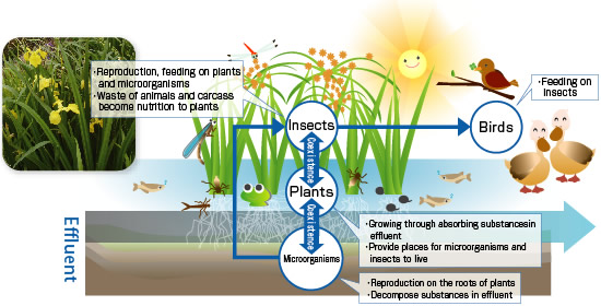 Sustainable Water Treatment: Bio Palette