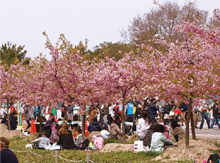 Kojima Lake Blossom Corridor Cherry Blossom Festival, Okayama prefecture